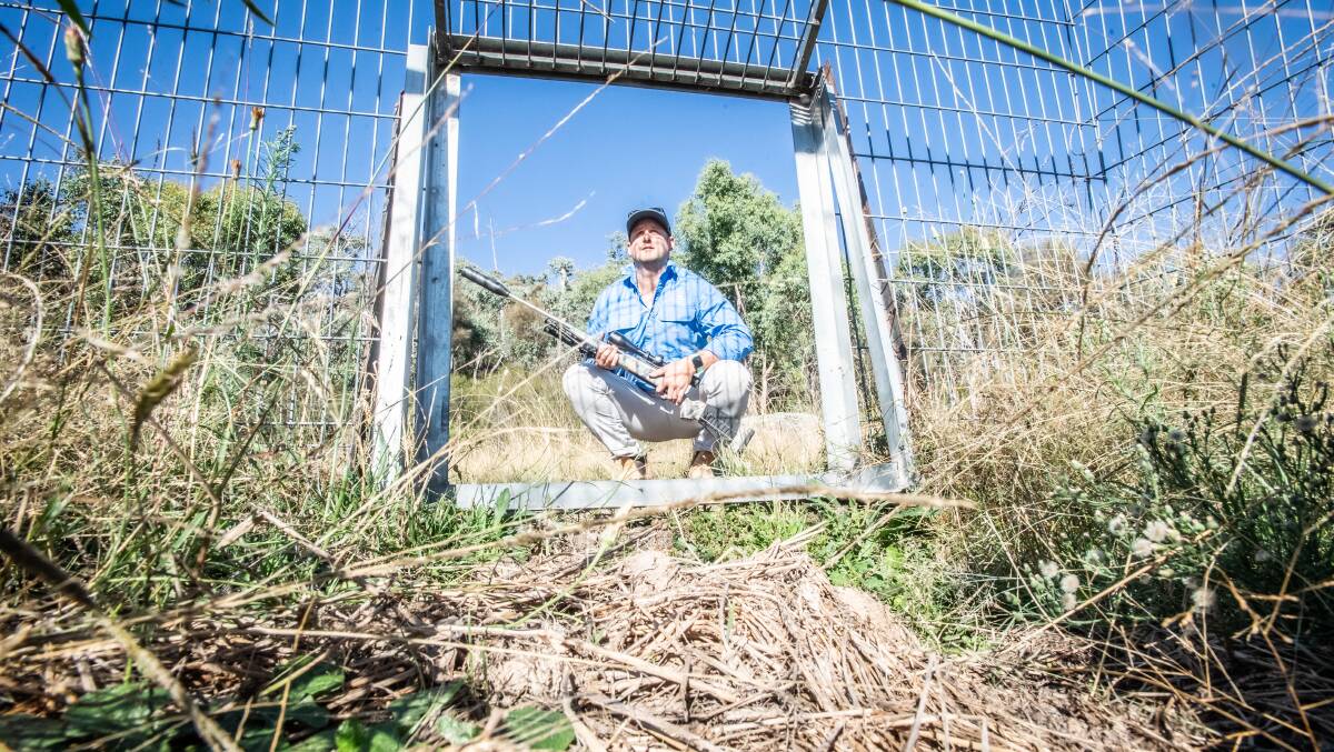 Tharwa farmer Toby Mildren inspecting a pig trap on his family property. Picture by Karleen Minney