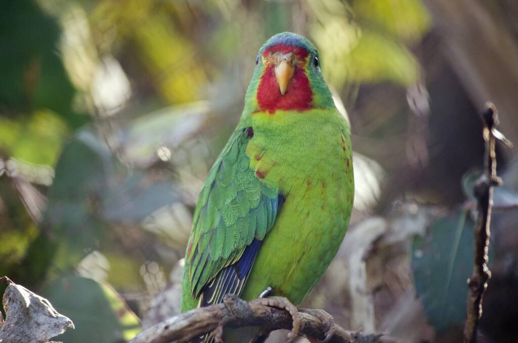 AT RISK: The swift parrot is one of many species threatened by the continued logging of public native forests. Picture: Shutterstock