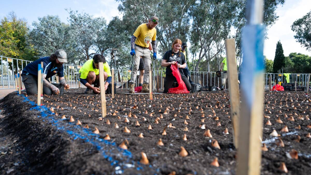 Workers planting in Commonwealth Park on Thursday. Picture by Elesa Kurtz