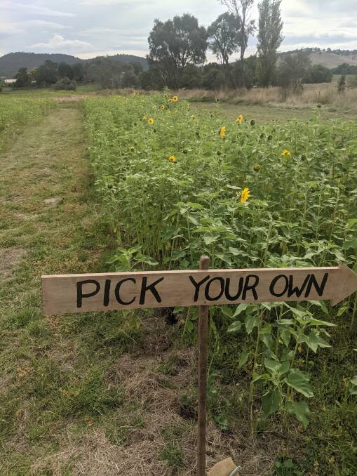 Pick your own sunflowers, for a small sum per flower. Picture: Megan Doherty