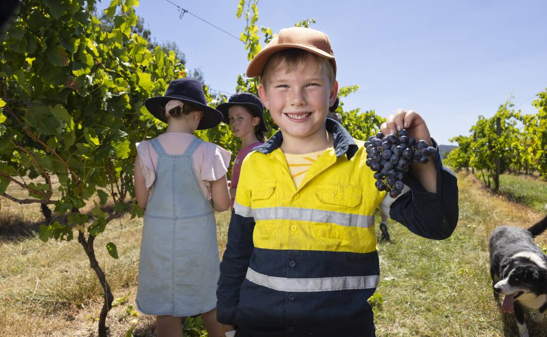 Ryder McDougall, 6, was helping mum, Lake George Winery owner Sarah McDougall, with the pick on Sunday. Picture by Keegan Carroll