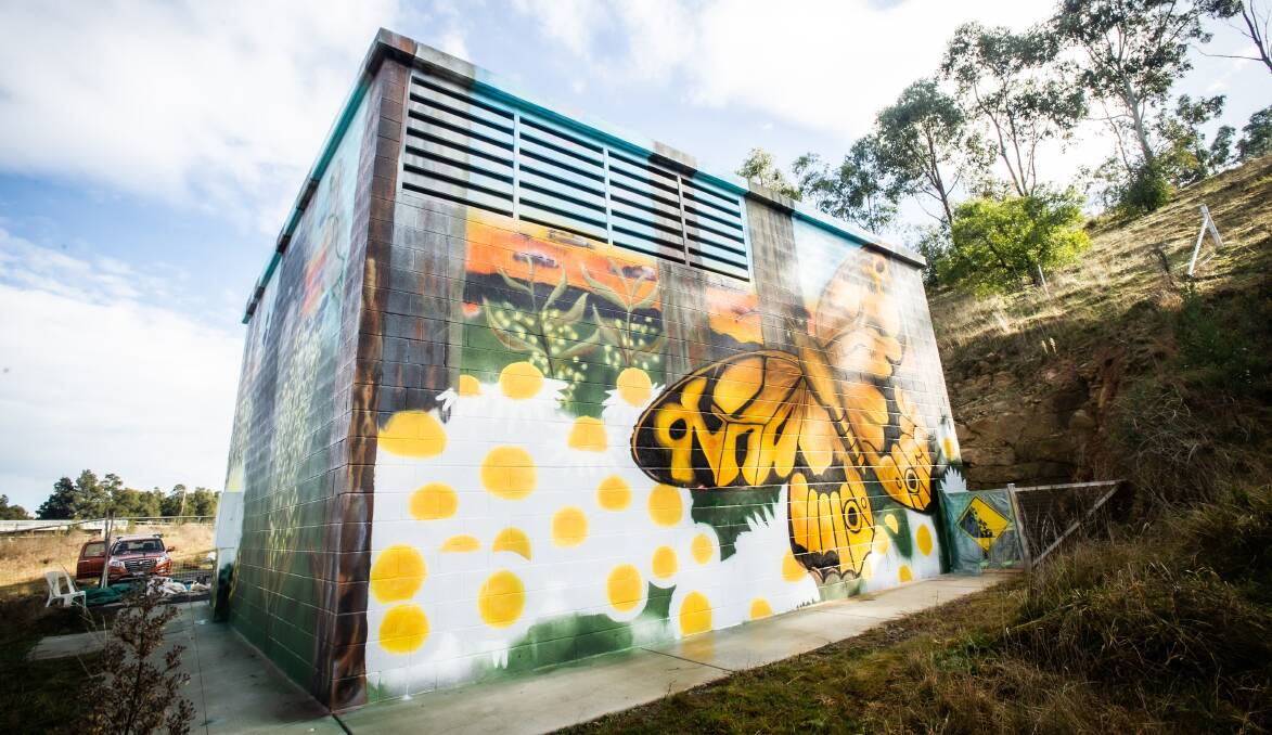 A Sun moth and paper daisies underway on the other side of the building. Picture: Karleen Minney