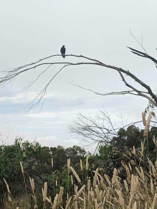A magpie on Mount Taylor. 