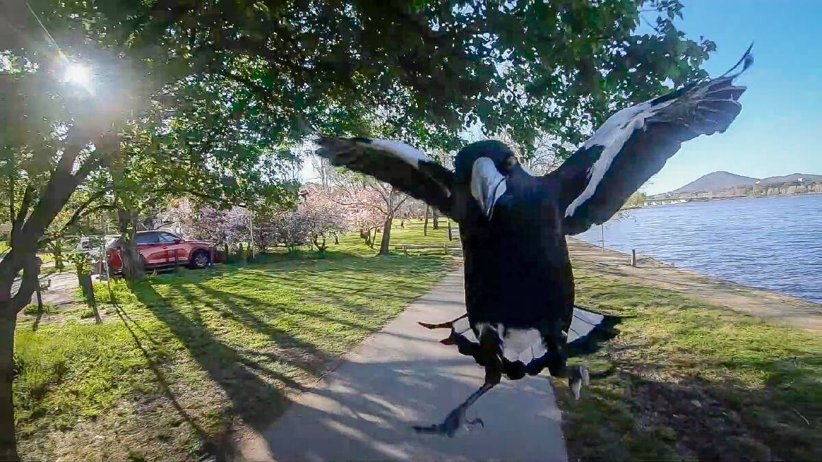 A swooping magpie in Canberra. Picture by Sitthixay Ditthavong
