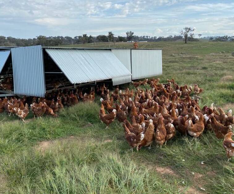 The Hilltops chickens roam free in the paddocks. Picture: Supplied