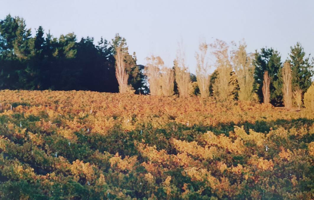 The original vineyard at Appletree Hill at Queanbeyan. Picture: Supplied