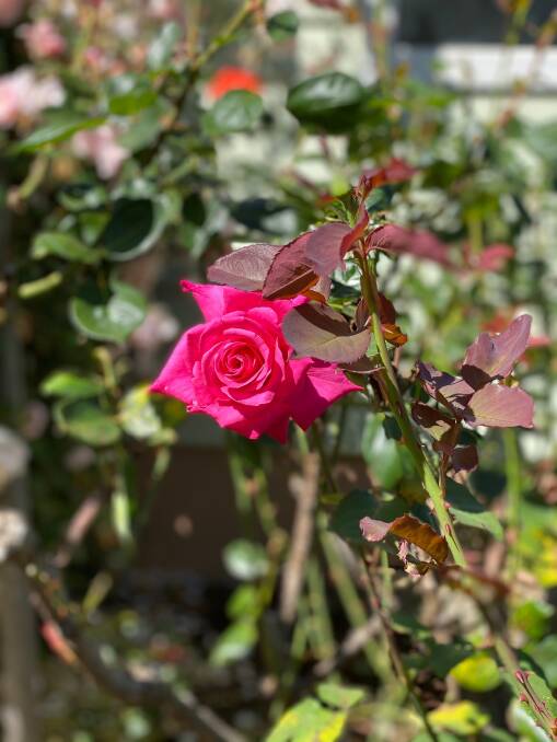 One of the stunning roses. Picture: Ilona Fraser