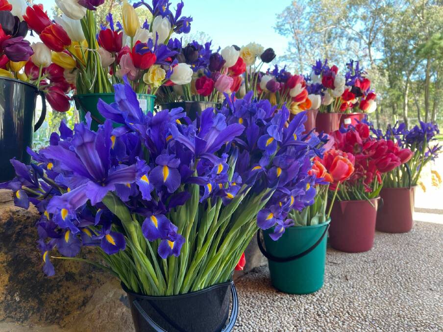 Some of the gorgeous cut flowers from Floriade. Picture: Supplied