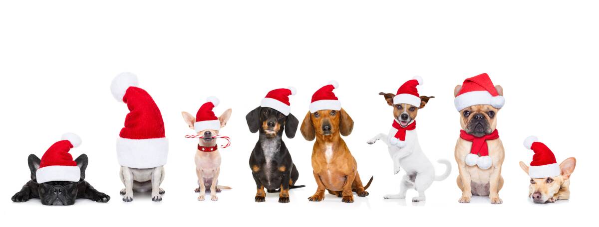 Got to love a doggy Christmas. Picture: Shutterstock