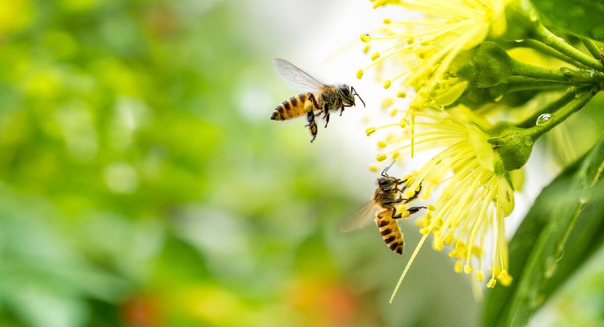 Bee there or bee square. Picture: Shutterstock