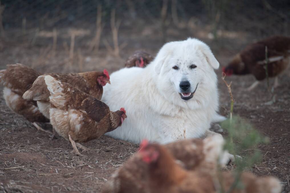 Blue (above) is one of 14 Mareema sheepdogs on the property who protect the hens, who like to peck and climb over the dogs. Picture: Karleen Minney