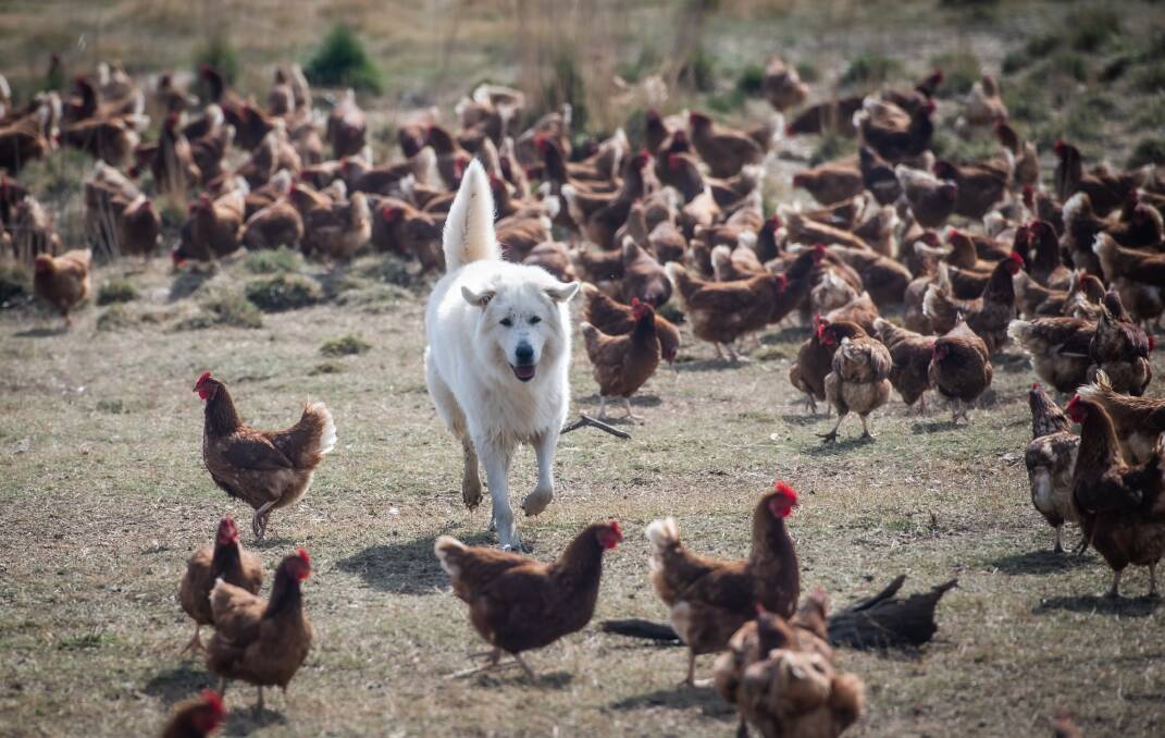 Blue goes for a run amongst the chickens. Picture: Karleen Minney