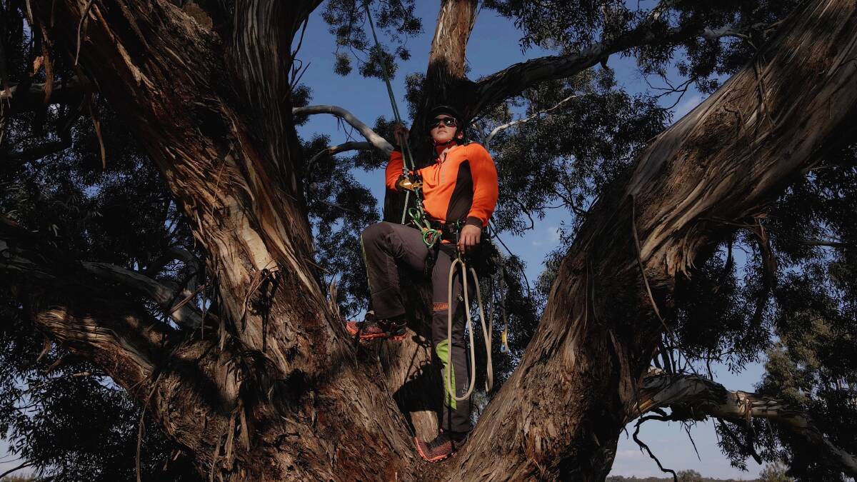 Champion tree climber Maja Blasch. Picture: Supplied