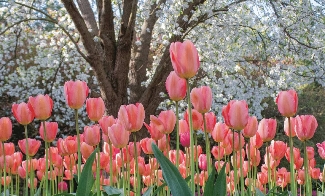 Tulip Top Gardens will re-open this year, but no decision has been made about this year's Floriade location. Picture: Jess Barraclough