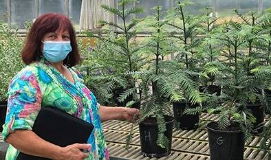 Volunteer Ange McNeilly manages the arboretum's Wollemi Pine propagation project. Picture: Supplied
