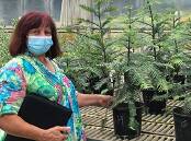 Volunteer Ange McNeilly manages the arboretum's Wollemi Pine propagation project. Picture: Supplied