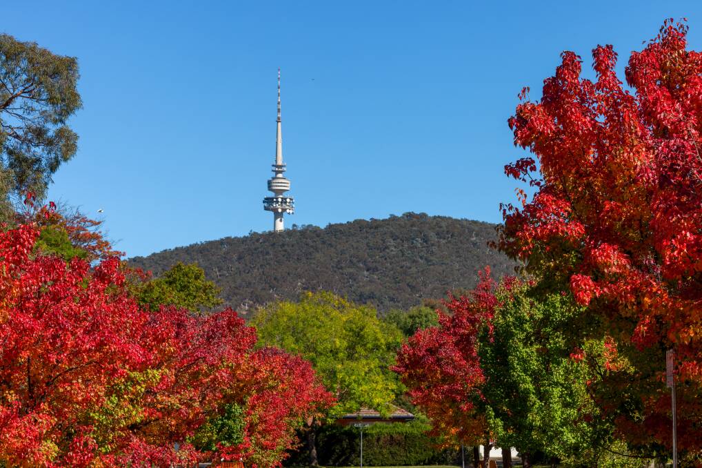 Canberra's autumn colours inspired the piece. Picture by Sitthixay Ditthavong