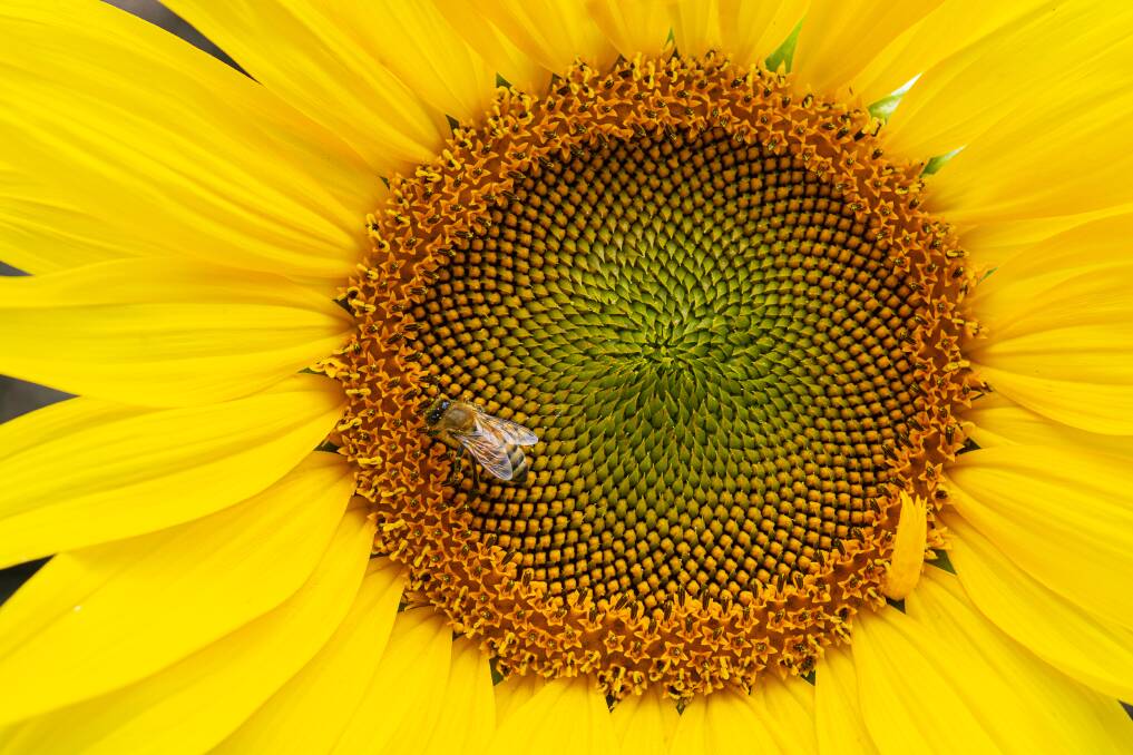 Canberra photographer Tracy Ryan's winning work "Sunflower". Picture: Tracy Ryan