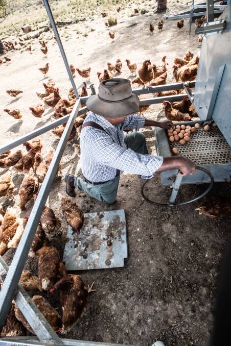 Jude de Silva gets the eggs out of a laying shed with a hand-turned conveyor belt. Picture: Karleen Minney