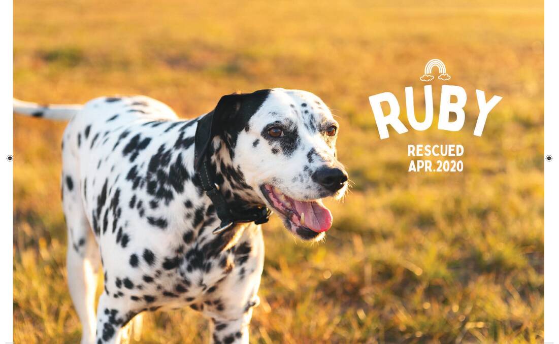 Ruby the dalmation stars in August.