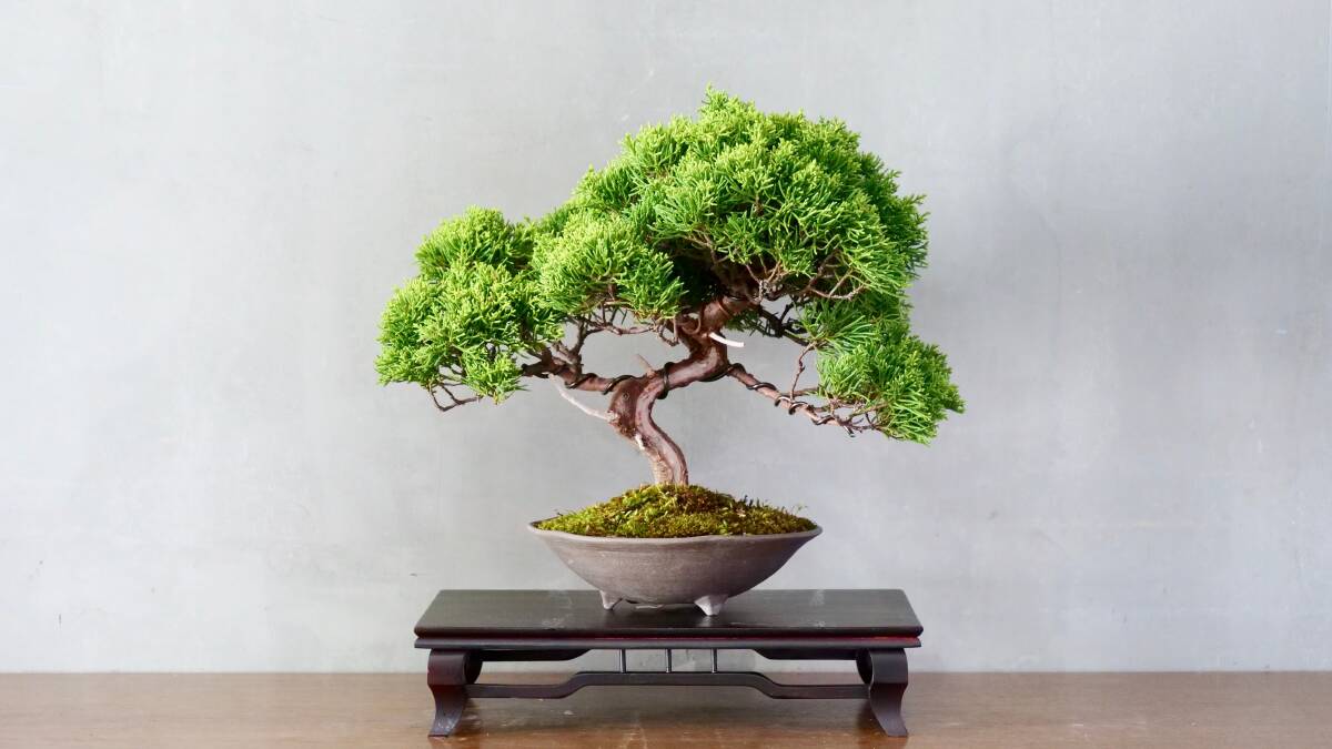 Beautiful bonsai will be on display this weekend in Canberra. Picture by Shutterstock