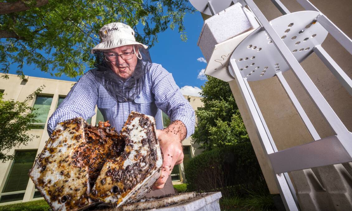 Parliament House beekeeper Cormac Farrell with the native bee hive. Pictures by Sitthixay Ditthavong