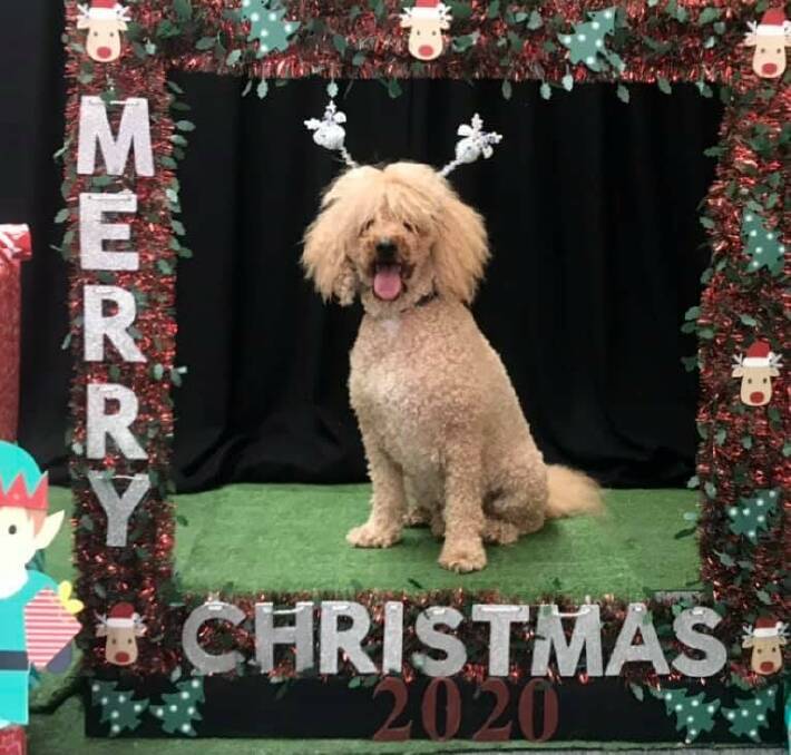 There will be lots of places to take a festive photo of your pooch. Picture: Facebook