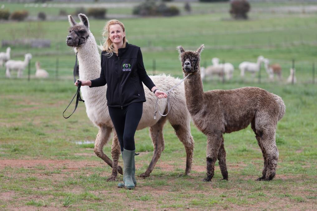 Jak Alchin, with Star-Lord the llama and Aquaman the alpaca, is in charge of guest experiences at Blackwattle Alpaca Farm. Picture by Sitthixay Ditthavong
