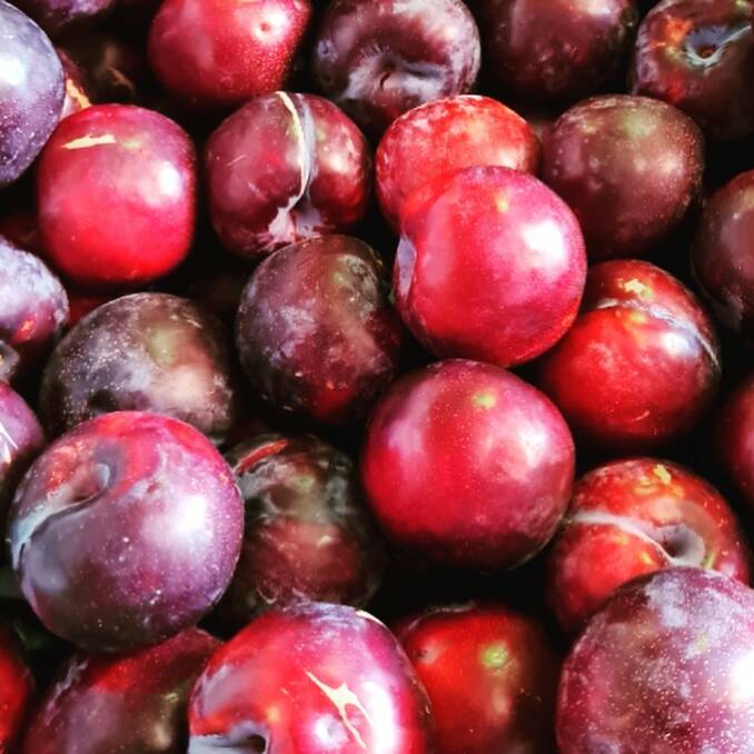 Plums at the Southside Farmers Market.