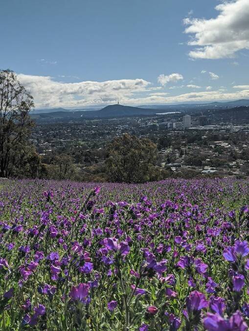 A sea of purple Paterson's curse on Mount Taylor this week. Picture: Megan Doherty