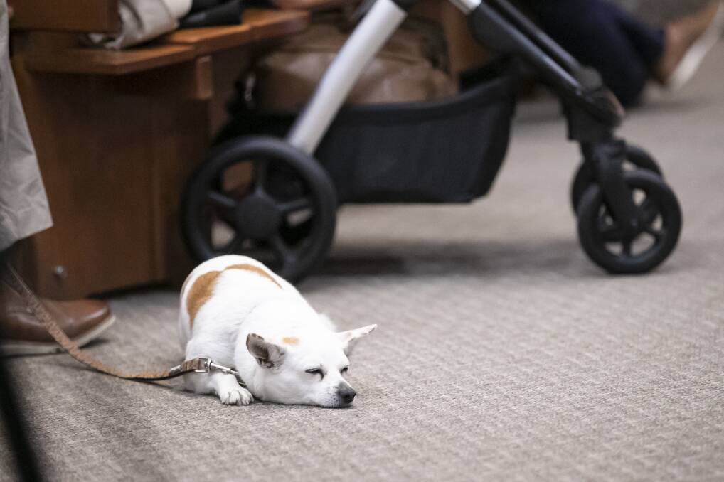Bishop Pat Power's little dog slept through the service. Picture: Keegan Carroll