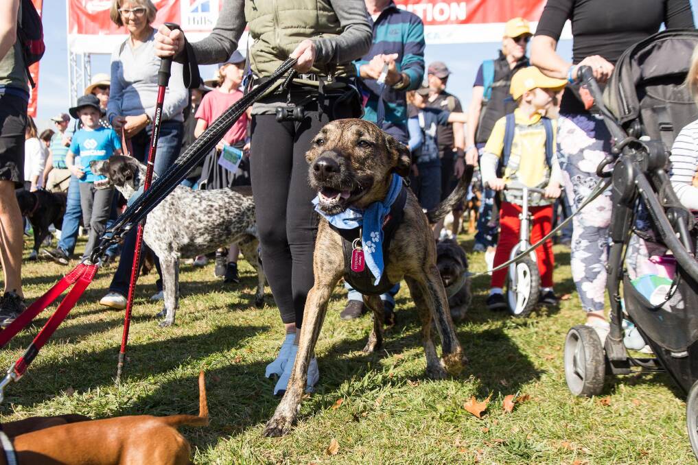 The Million Paws Walk is the RSPCA ACT's biggest public event each year. Picture: supplied