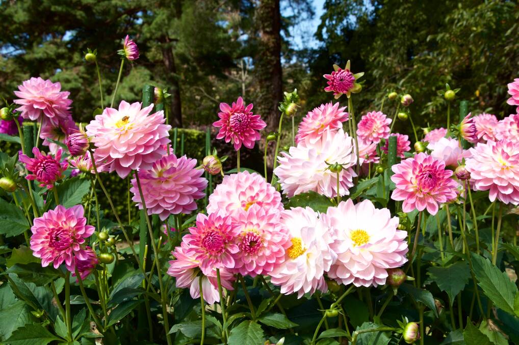 Dahlias will feature at the autumn flower show. Picture: Shutterstock