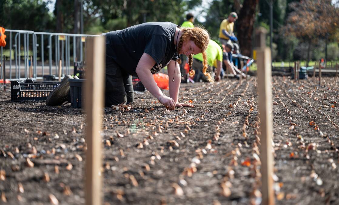 Bulb technician Bella King is among the team of 25 hand-planting the one million bulbs and annuals in Commonwealth Park. Picture by Elesa Kurtz