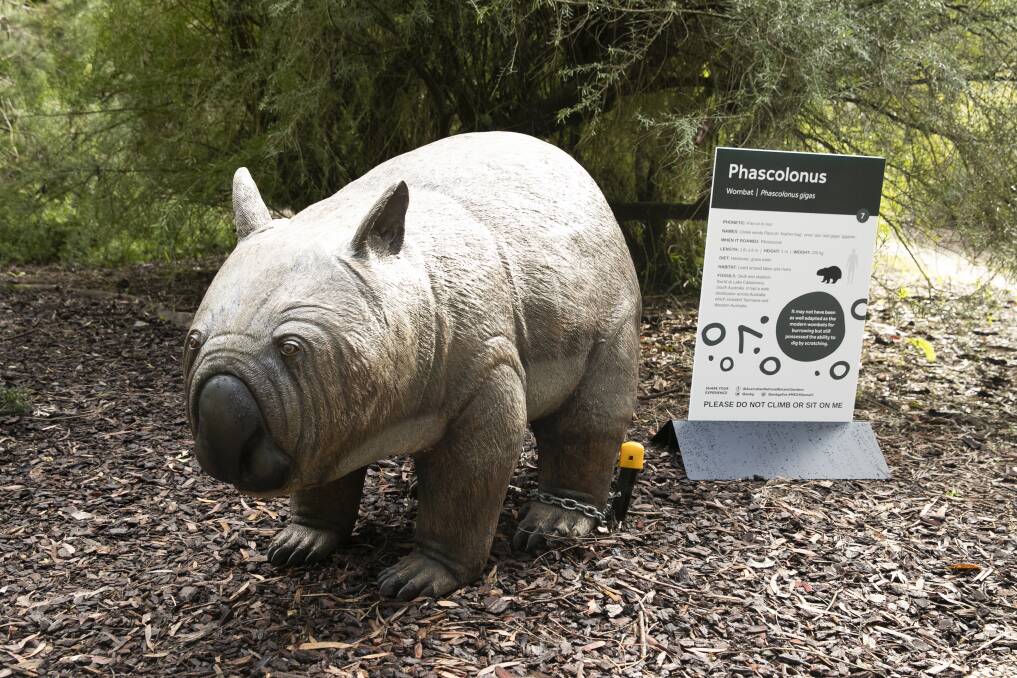 The Phascolonus, which lived during the Ice Age, was a precursor to the modern wombat. Picture: Keegan Carroll