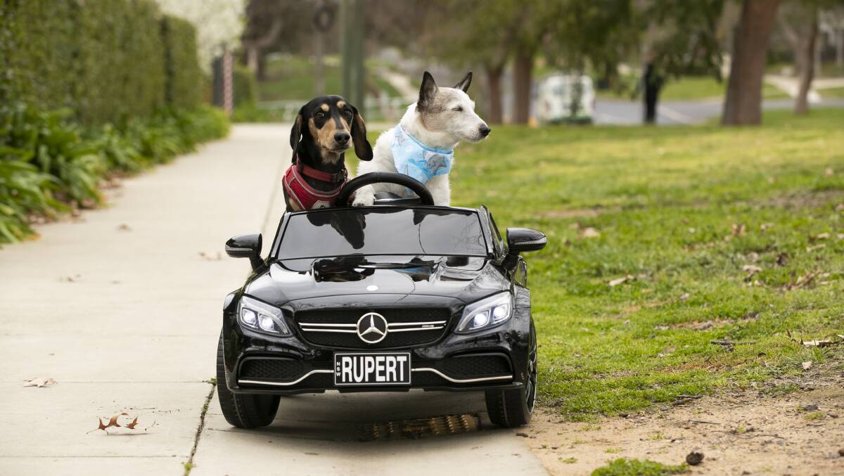 Rupert (right) and his friend Vincent go for a spin on the mean streets of Canberra. Picture: Keegan Carroll