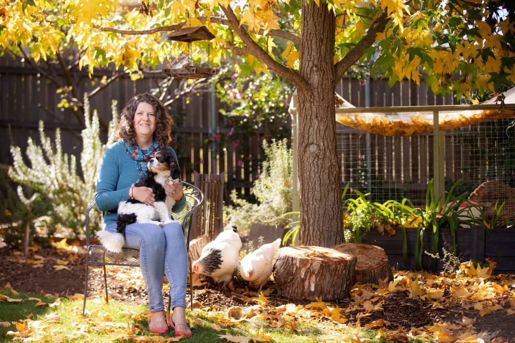 Jude King at home in Monash with her dog Millie and the chooks. Picture: Sitthixay Ditthavong 
