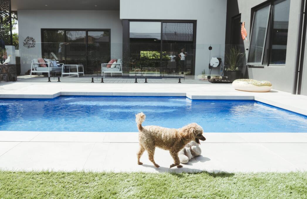 Lily the dog with the pool. Picture: Dion Georgopoulos