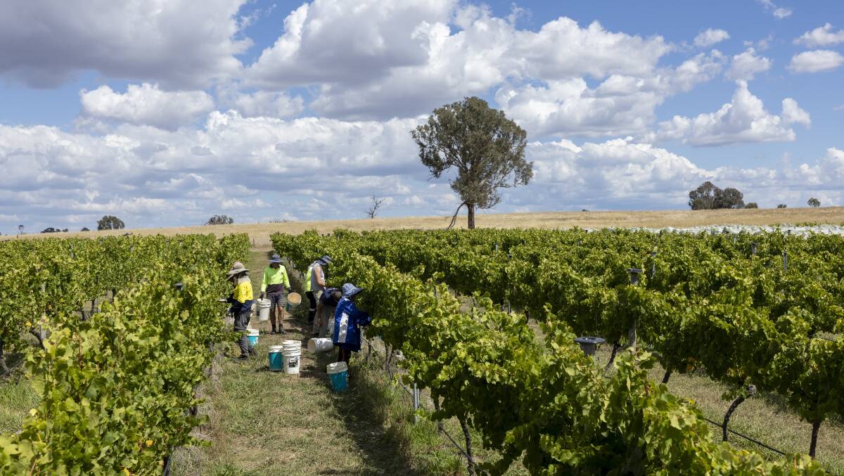 Pickers busy at Four Winds Vineyard at Murrumbateman. Picture by Keegan Carroll