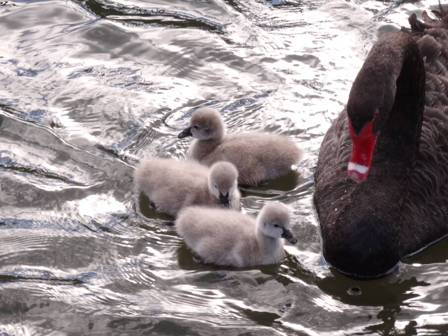 The residents will keep a close eye on the progress of the cygnets. Picture: Supplied