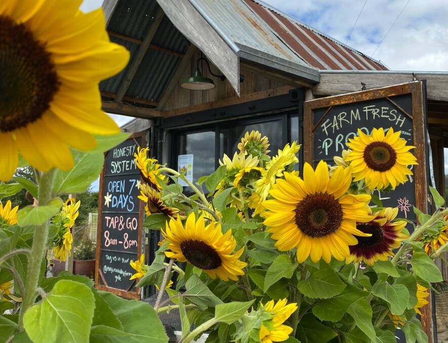 You can also pick your own sunflowers from Sunday. Picture supplied