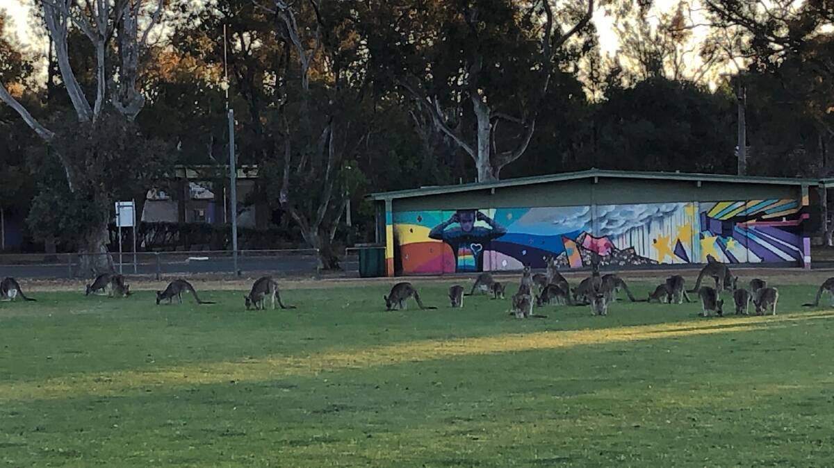 Kangaroos in front of the mural soon after it was painted in 2019. Picture supplied 