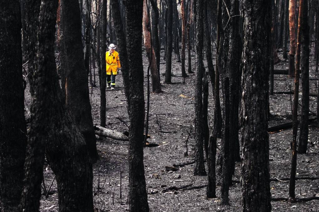 Virginia Eastman from the Blue Mountains Wales won the Resilient Australia National Photography Award for her image Still Standing - We and The Trees. Virginia captured a Blaxland Bushfire Brigade firefighter standing out against a charred landscape. Picture: Virginia Eastman