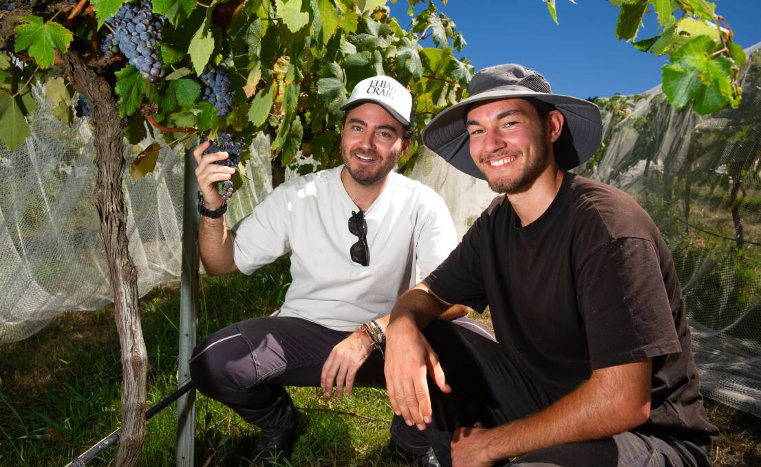 Trainee winemaker George Ananiadis from Greece and backpacker Jakob Bonitz from Germany are helping in the harvest this year at the Mount Majura Vineyard. Picture by Elesa Kurtz
