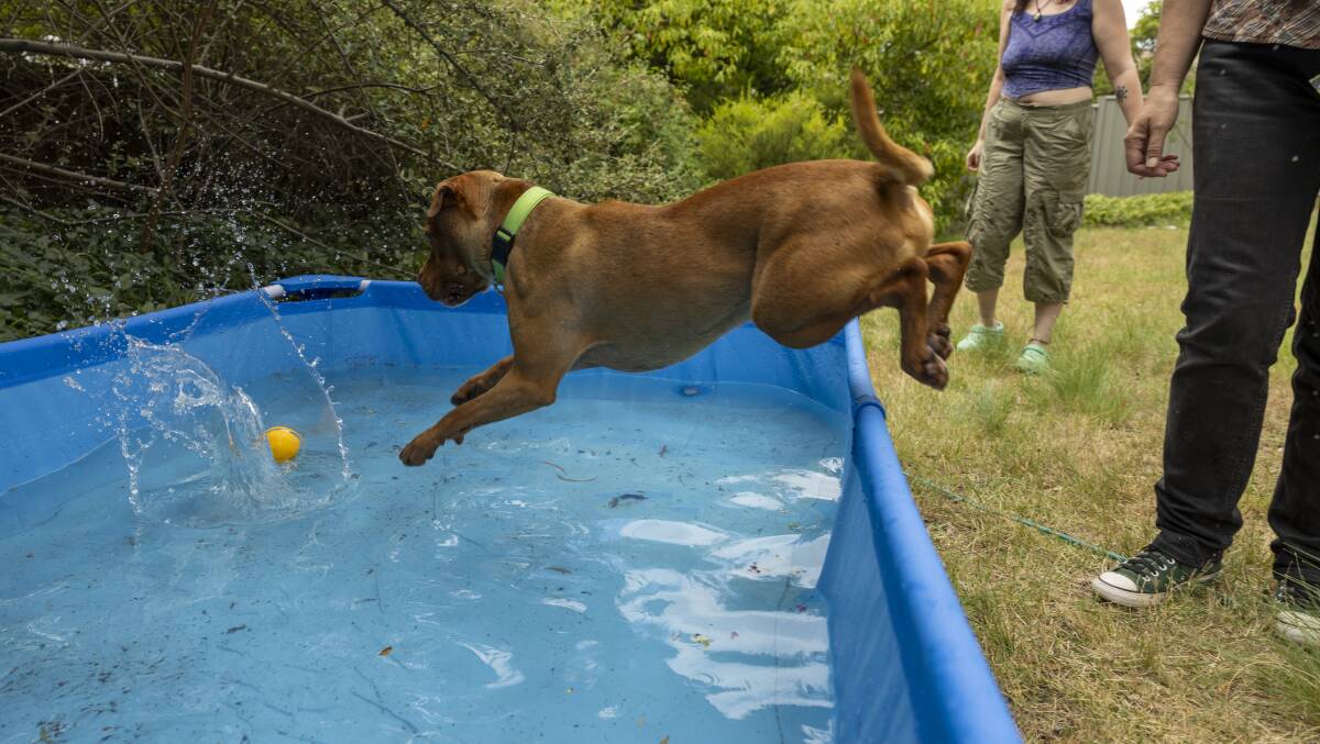 Obi loves to jump into the pool after a walk. Picture by Gary Ramage