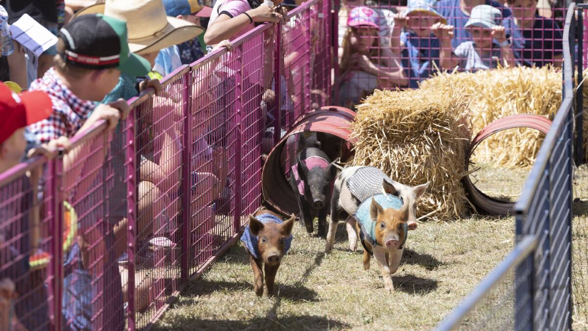 The racing pigs are back this weekend, this time at the Bungendore Preschool fair. Picture by Keegan Carroll