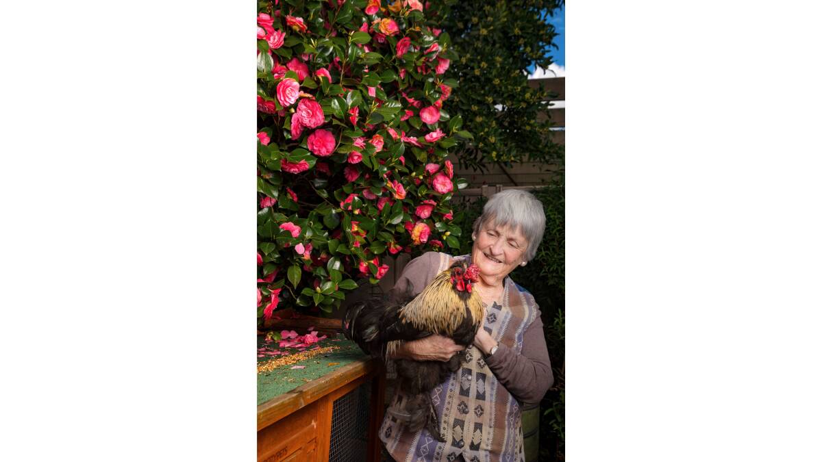 Di Nickalls in her Downer backyard with her rooster Genghis Khan. Picture by Sitthixay Ditthavong