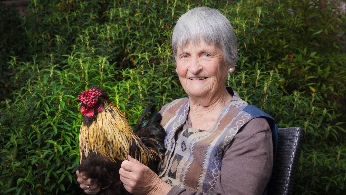 Di Nickalls, 75, of Downer with her rooster Genghis Khan. Picture by Sitthixay Ditthavong
