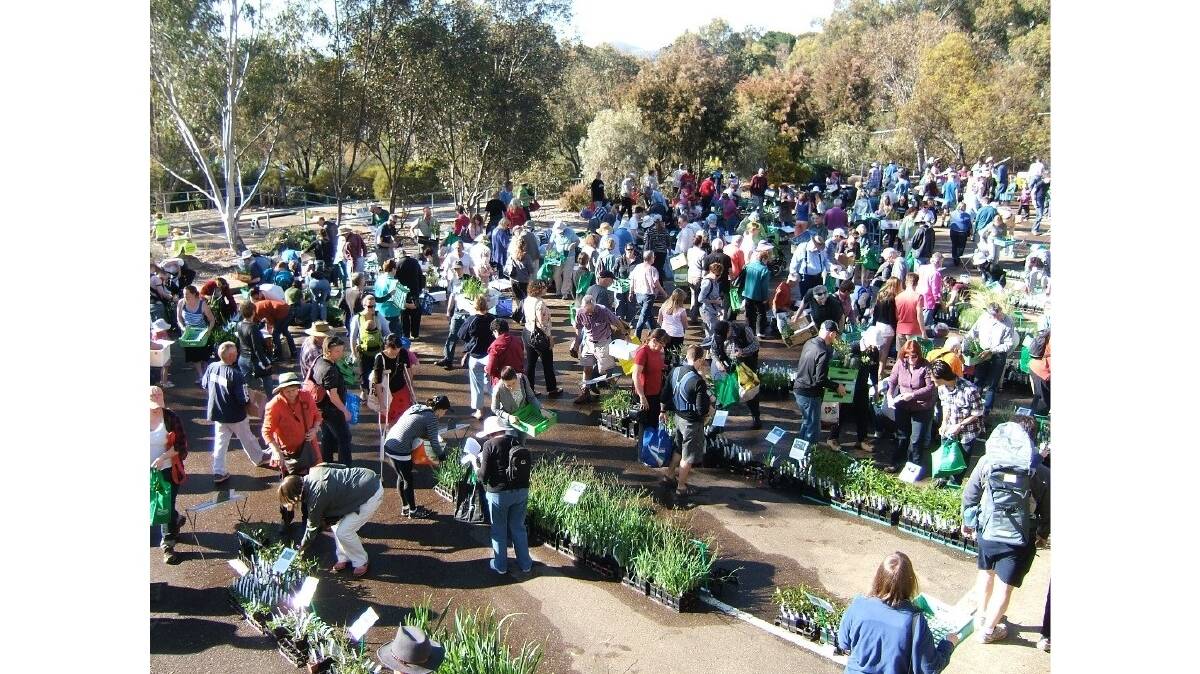 Yes, it's popular. A past native plant sale at the Australian National Botanic Gardens carpark. Picture supplied