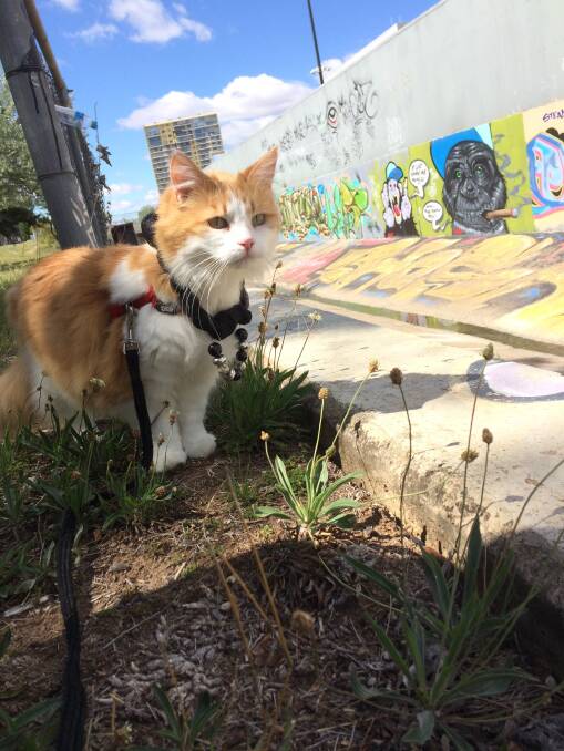 Mimi the cat out for a walk in Phillip, which is not a cat containment area. Picture: Supplied